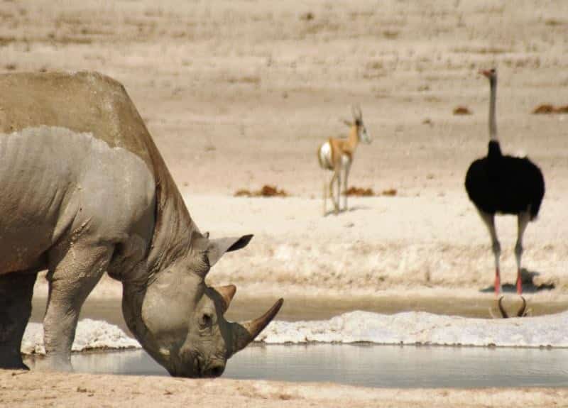 Etosha Nationalpark Das Highlight Namibias