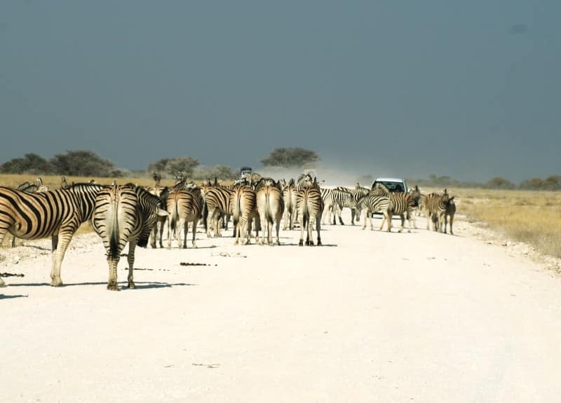 Etosha Nationalpark Das Highlight Namibias