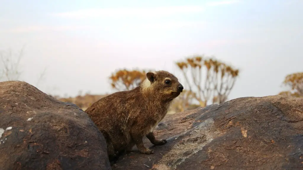 Klippschliefer, Tiere in Namibia