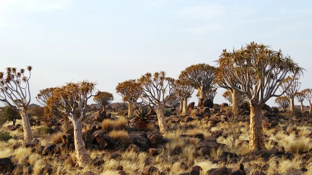 Namibia Insider Tipps: Köcherbaumwald 