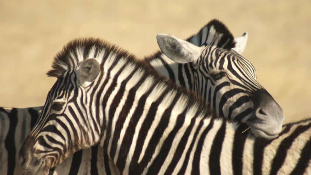 Zebras auf Kuschelkurs