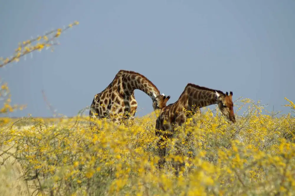 Giraffen im Etosha Park