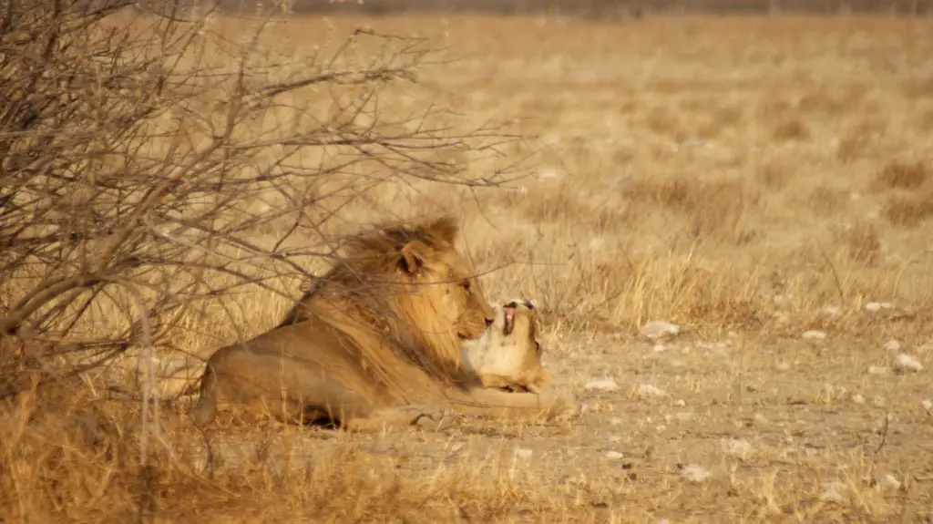 Löwen im Etosha Nationalpark