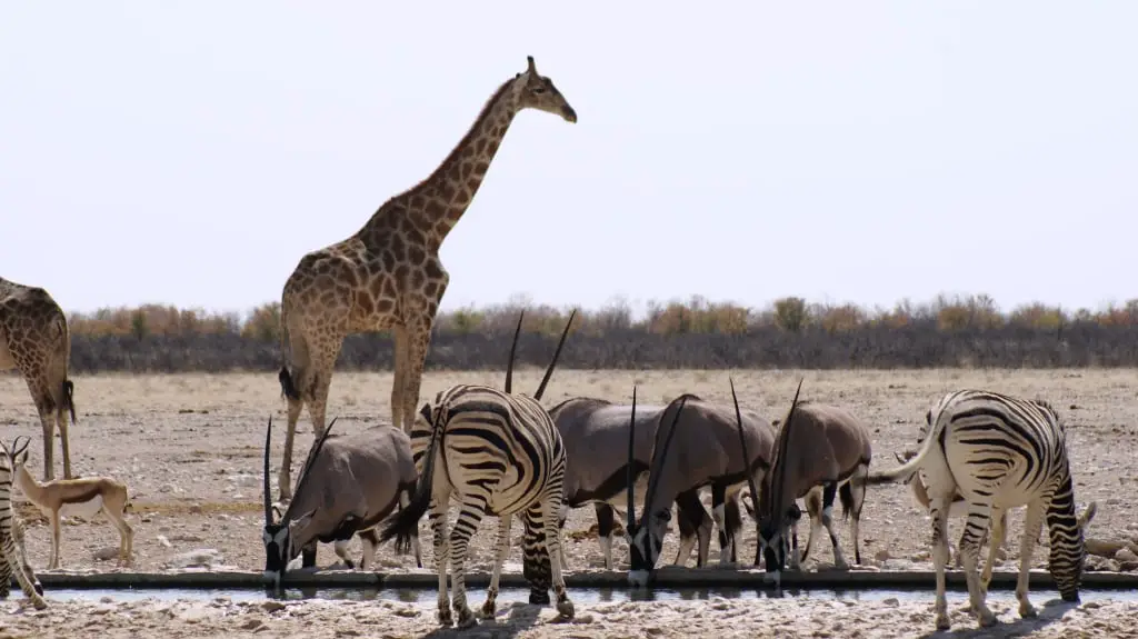 Tiere im Etosha Park