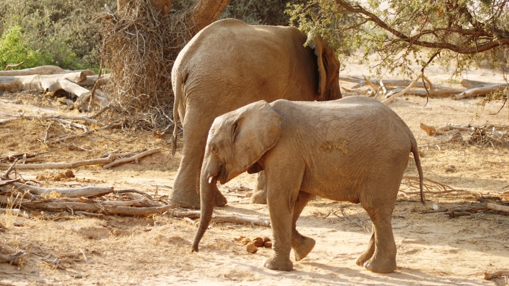 Safari zu den Wüstenelefanten in Namibia