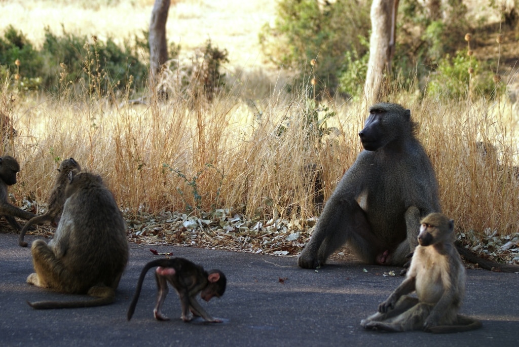 Familiensafari: Affen im Krüger Nationalpark