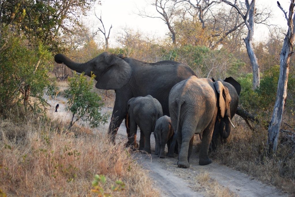 Safari Südafrika: Elefantenfamilie Umkumbe