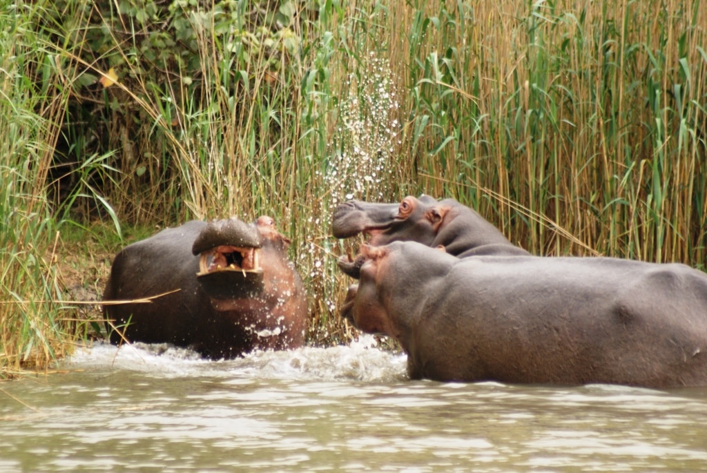 Safari Südafrika: Hippos im iSimangaliso Wetlandpark