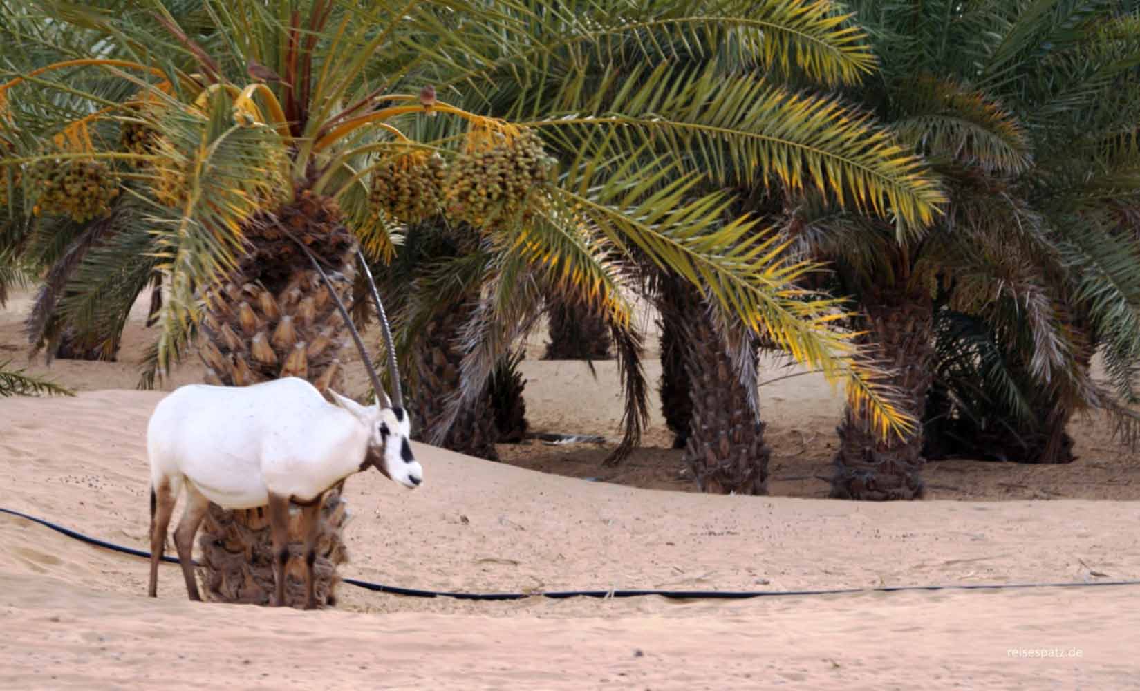 Oryx in Dubai