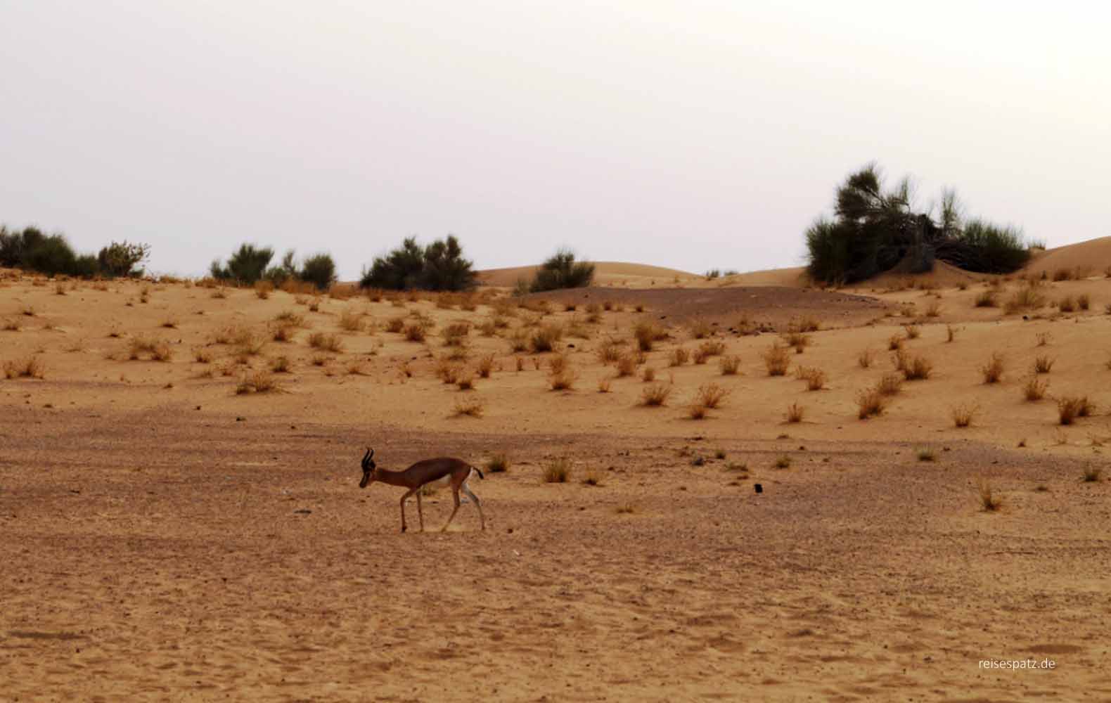 Gazelle in Dubai