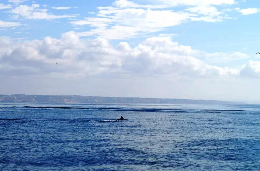 Algarve – Auf der Suche nach Delfinen