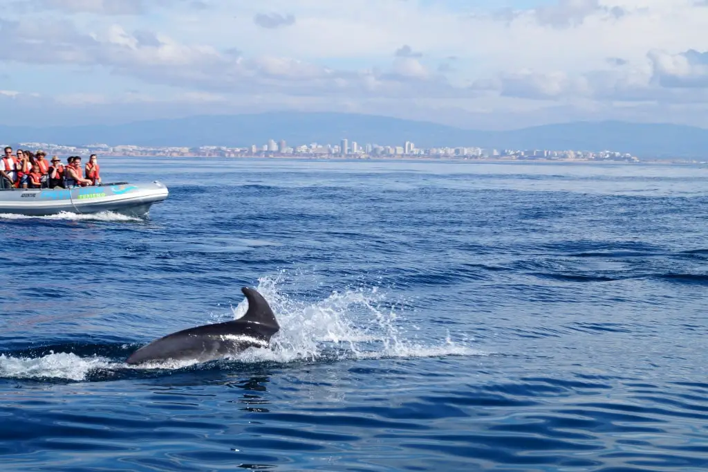 Delfinbeobachtung Algarve