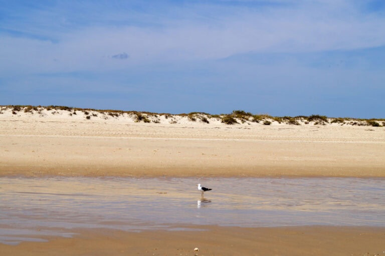 Tavira an der Algarve Tipps & Sehenswürdigkeiten