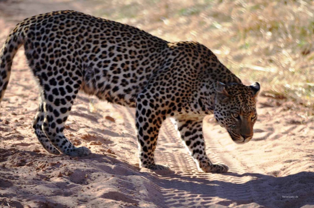 Leopard auf Safari