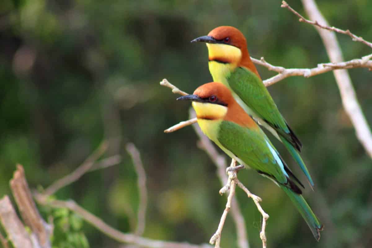 Vögel im Yala Nationalpark