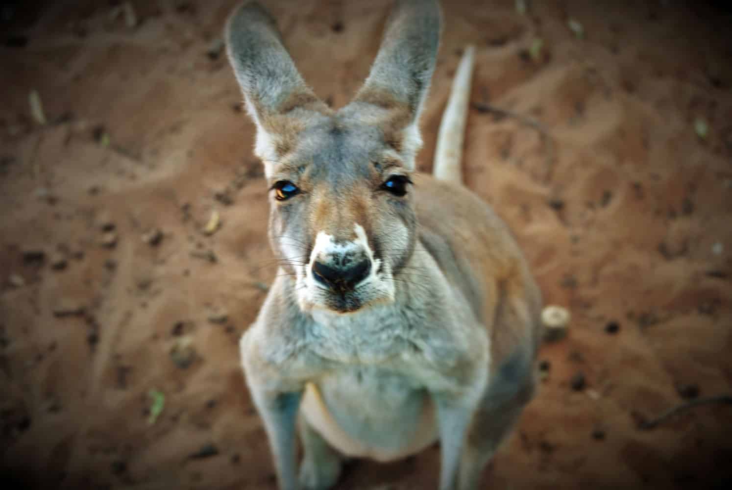 Australien Sehenswürdigkeiten: die Tierwelt