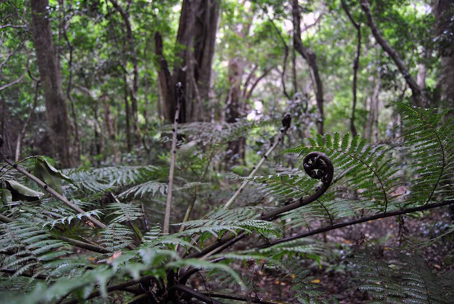 Australien Sehenswürdigkeiten: Regenwald im Lamington Nationalpark