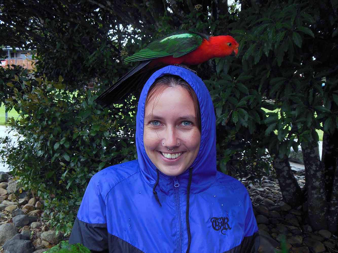 Papagei im Lamington Nationalpark