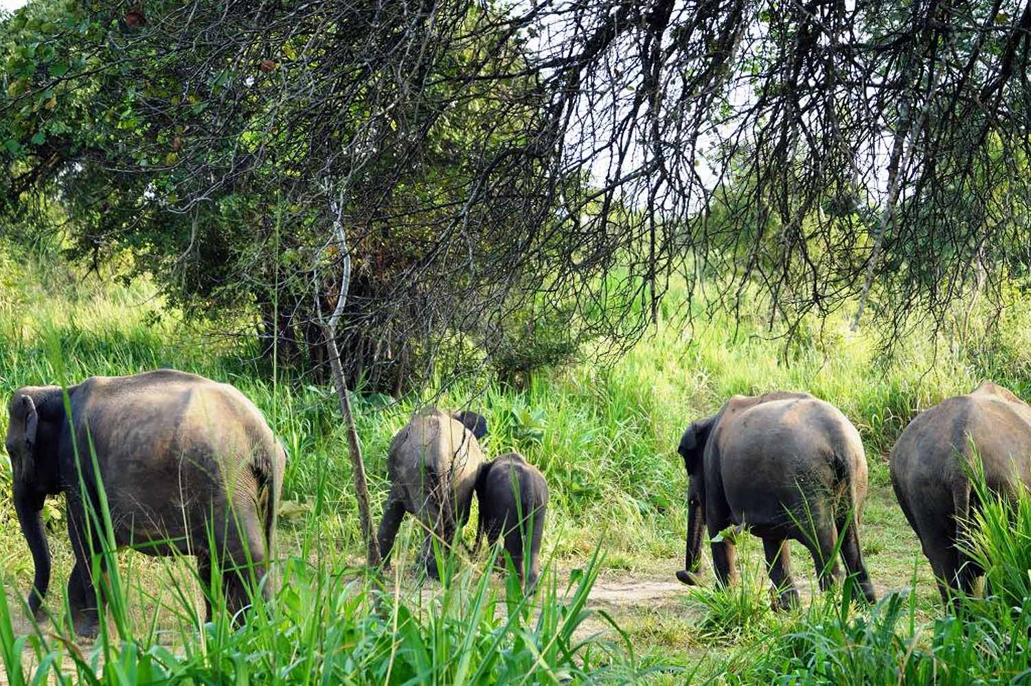 Safari in Sri Lanka, Eco Park