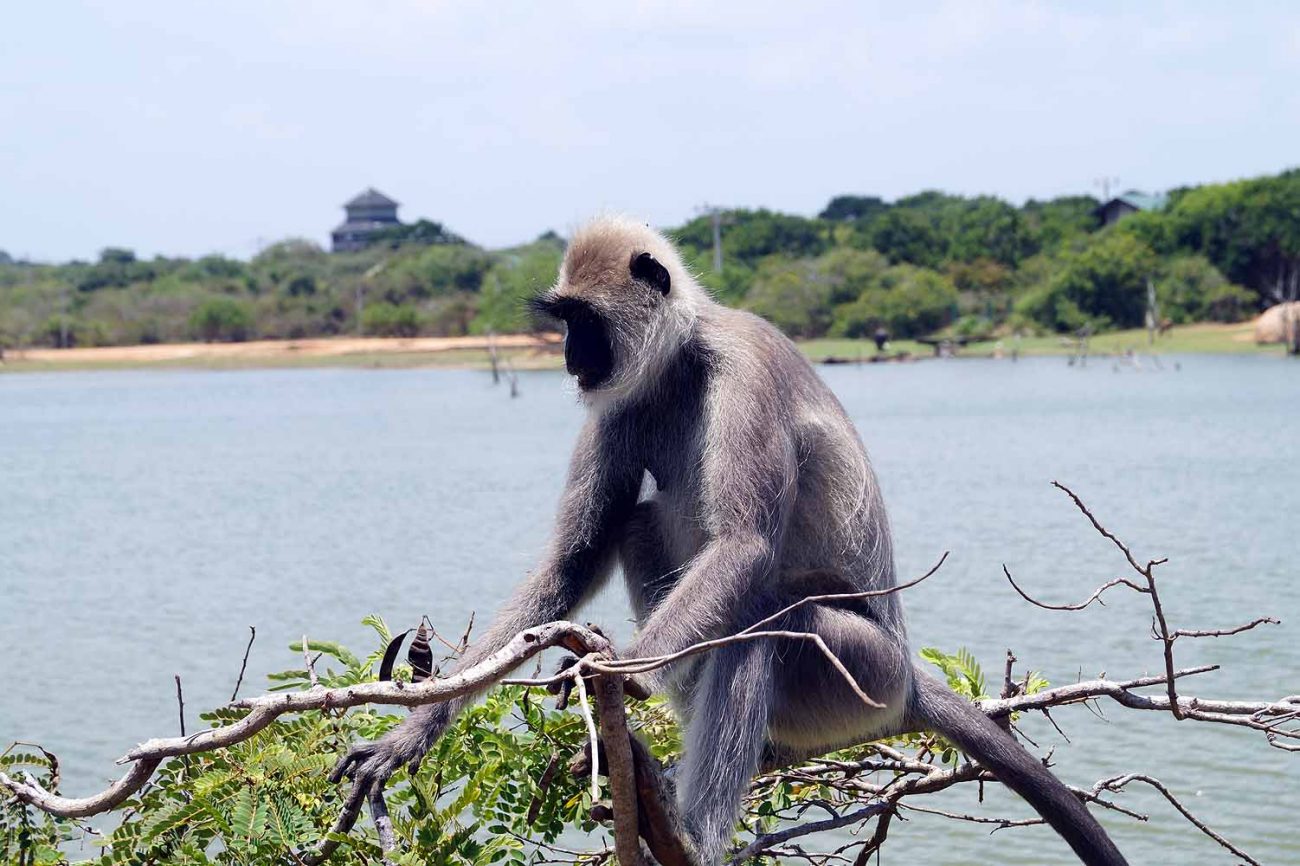 Affe im Yala Nationalpark