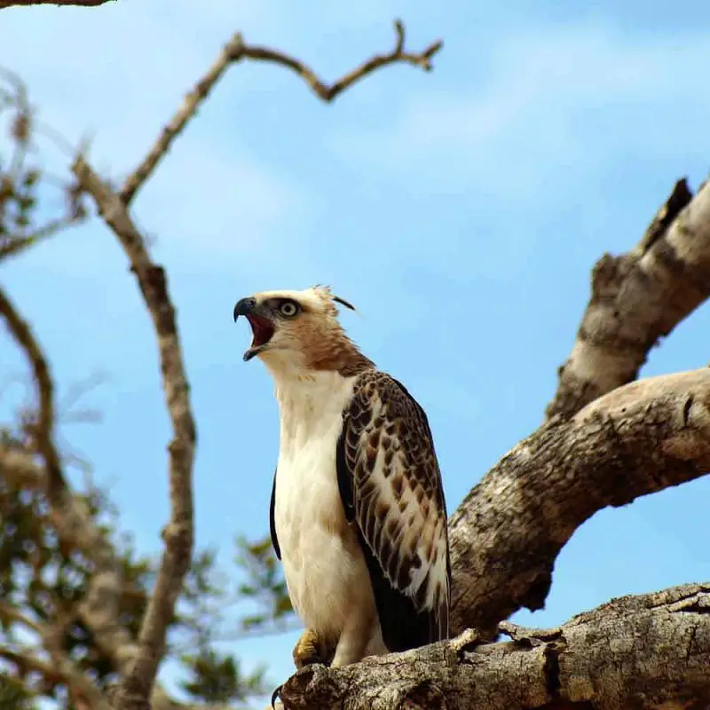 Yala Nationalpark - Vögel