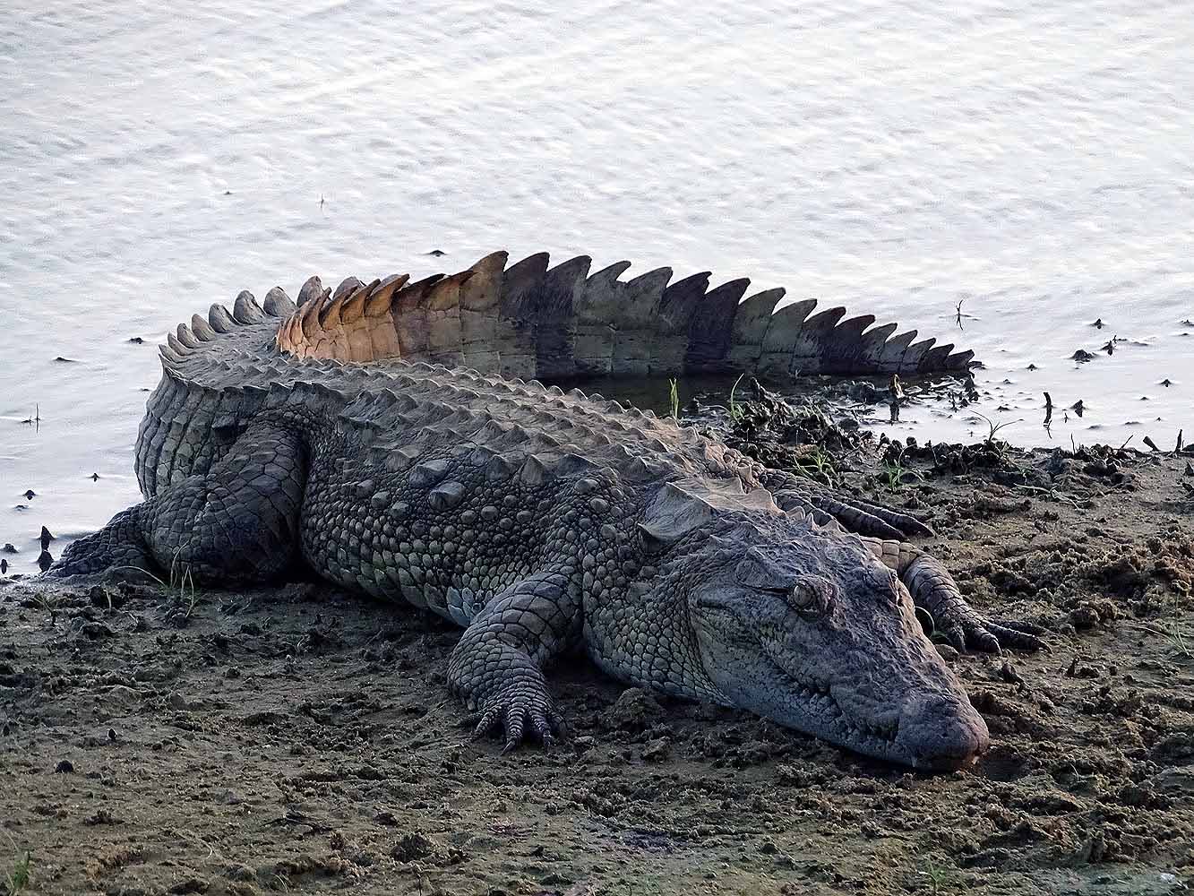 Krokodile in Sri Lanka