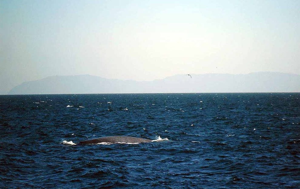 Schönstes Naturerlebnis - Whale watching