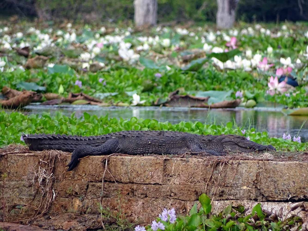 Yala Nationalpark - Krokodile
