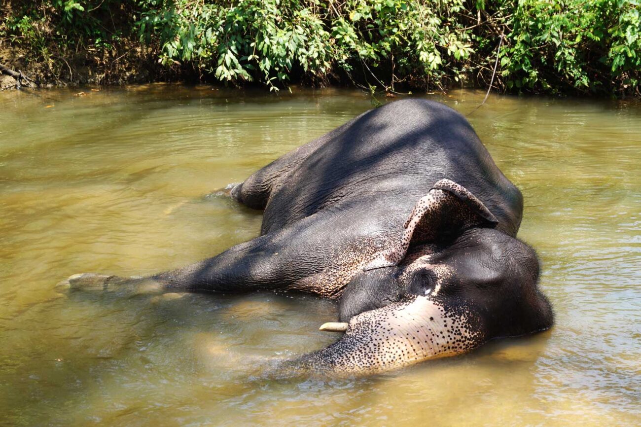 Sri Lanka Tiere