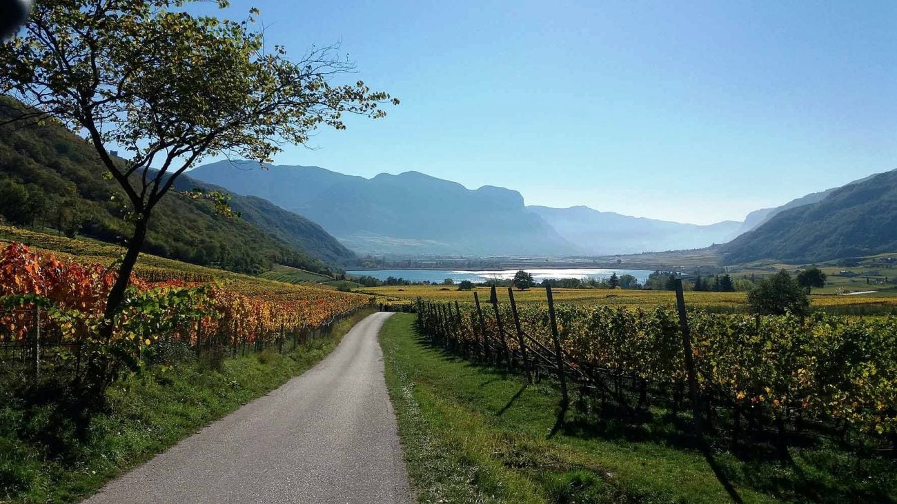 Mountainbike zwischen Weinbergen bei Eppan an der Südtiroler Weinstraße