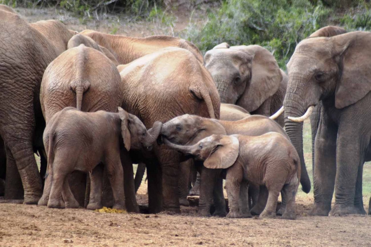 Elefantenbabys im Addo Nationalpark