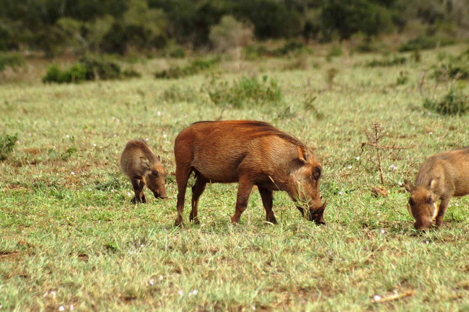 Warzenschwein im Addo Nationalpark