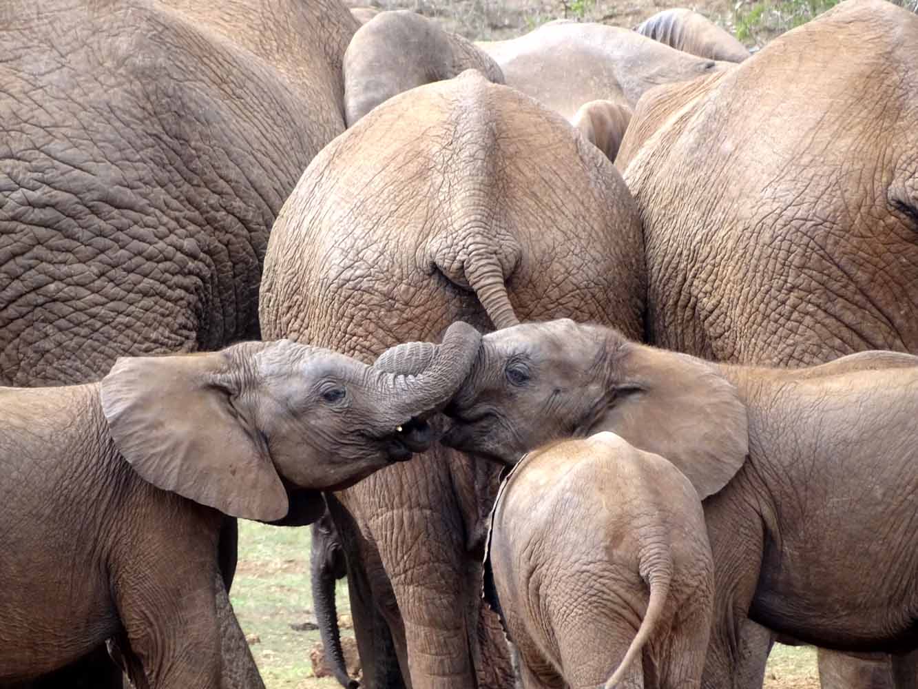 Elefanten im Addo Elephant Nationalpark