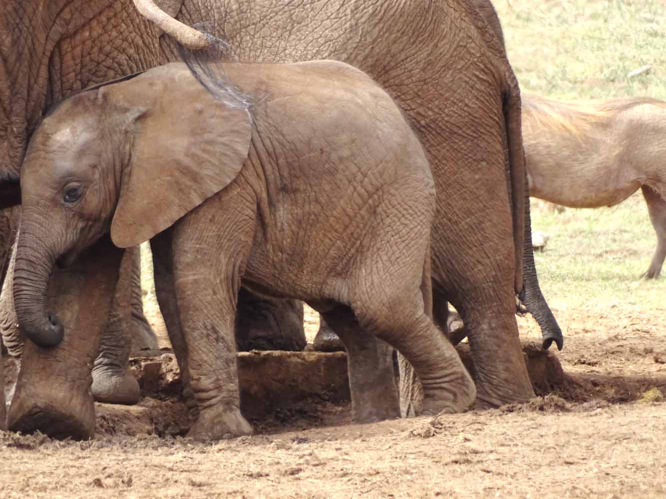 Elefantenbaby auf Safari in Südafrika
