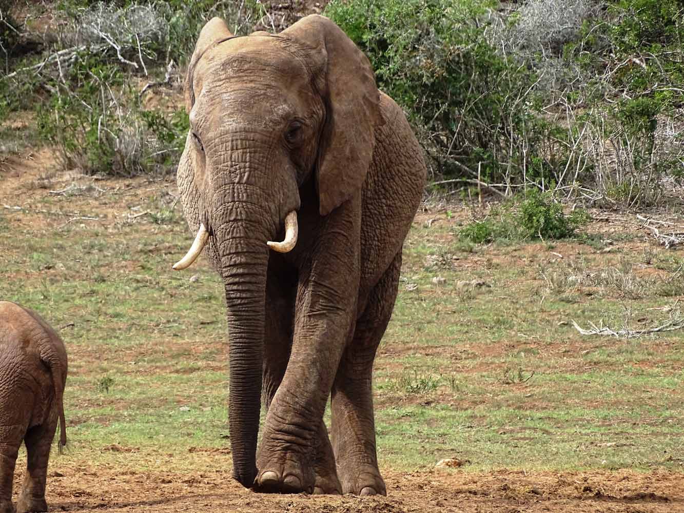 Elefant auf Safari an der Garden Route