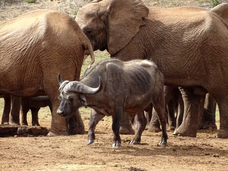 Addo Elephant Nationalpark - Tipps für individuelle Safaris