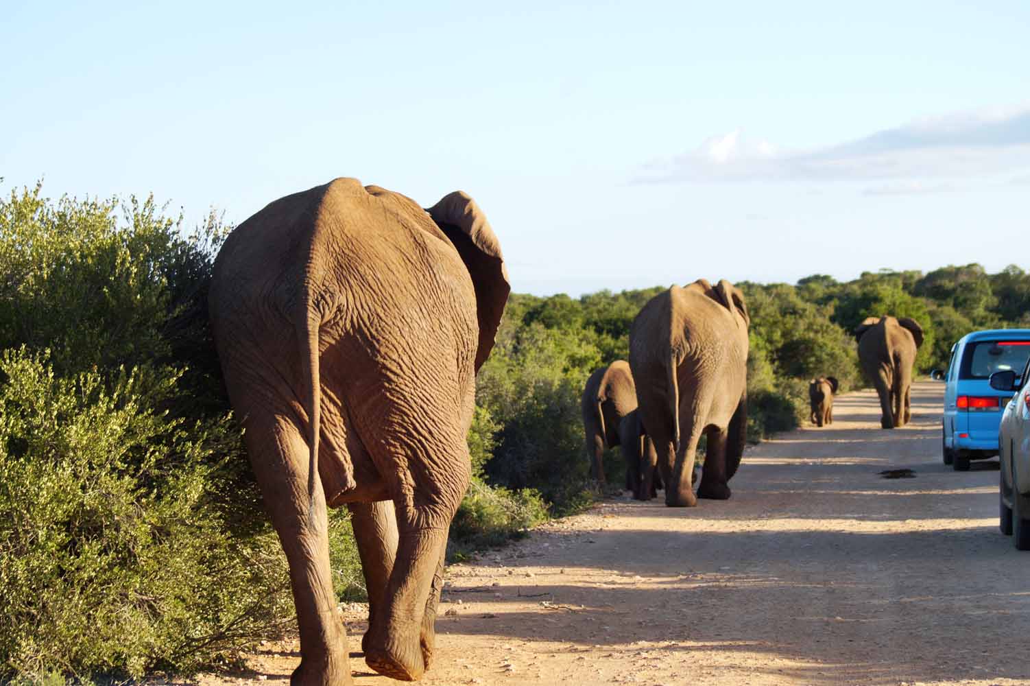 Elefanten - Safari mit Kind im Addo Nationalpark