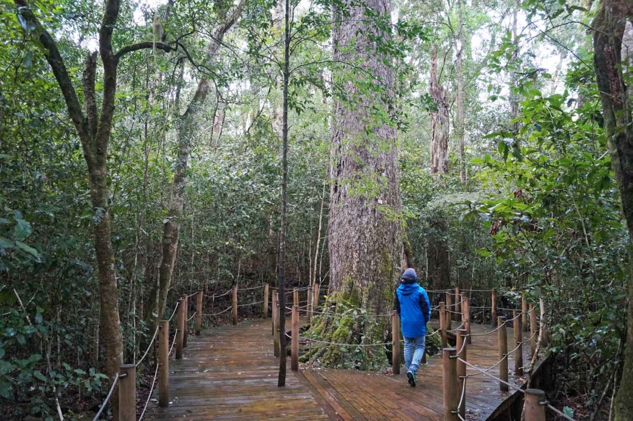 Big Tree im Tsitsikamma Nationalpark