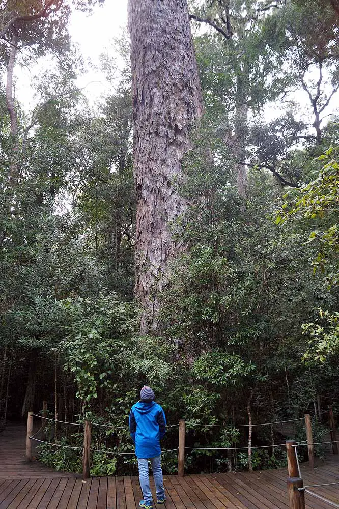 Tsitsikamma Tipps - Big Tree