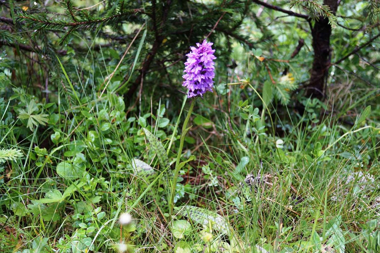 Orchidee in den Bergen