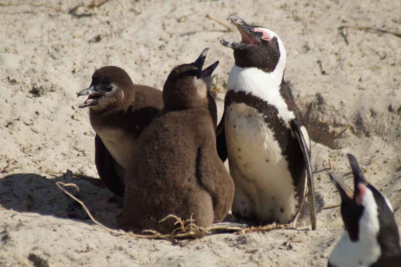 Pinguine in der Kapregion