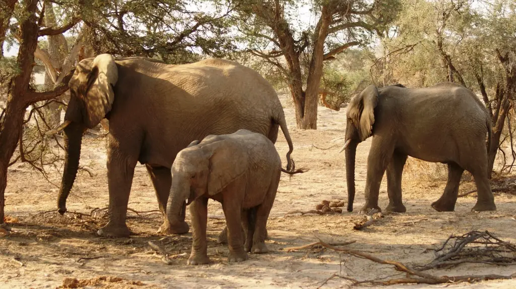 Insider Tipps Namibia Wüstenelefanten