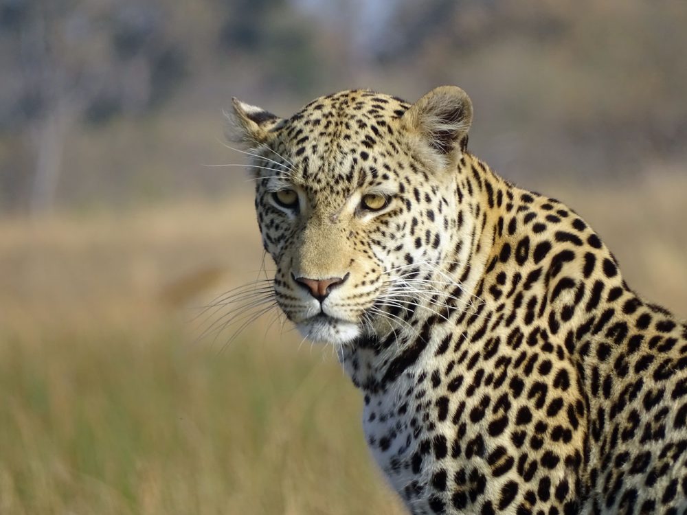 Leopard im Okavango Delta, Botswana