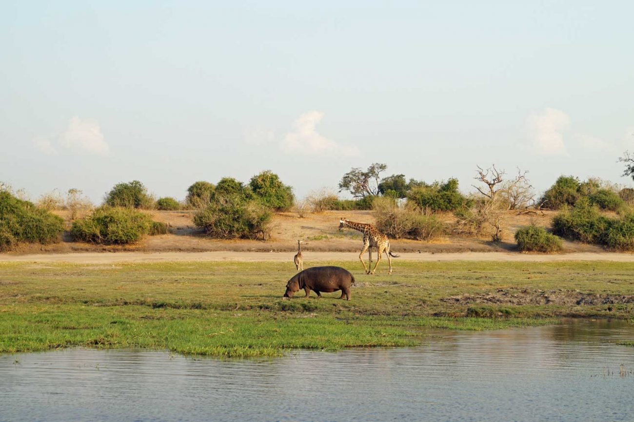 Safari im Chobe Nationalpark Erfahrungen