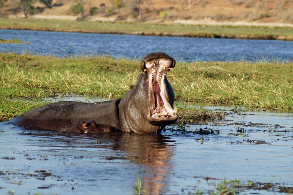 Tiere in Botswana
