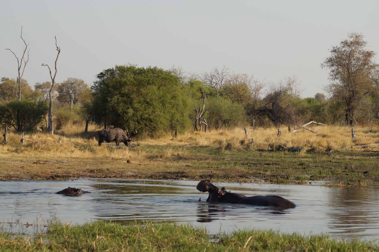 Nilpferd im Okavango Delta