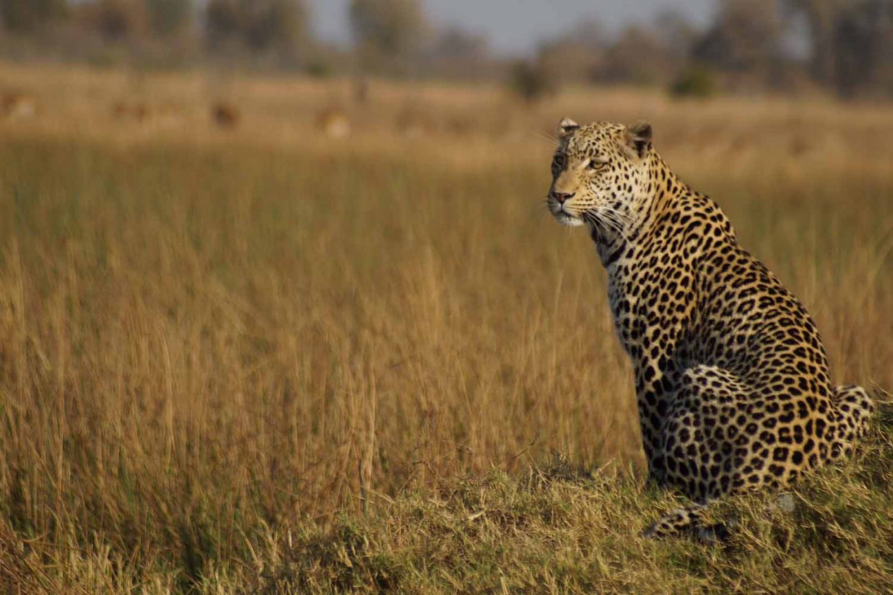 Okavango Delta Tipps: viele Safaris unternehmen