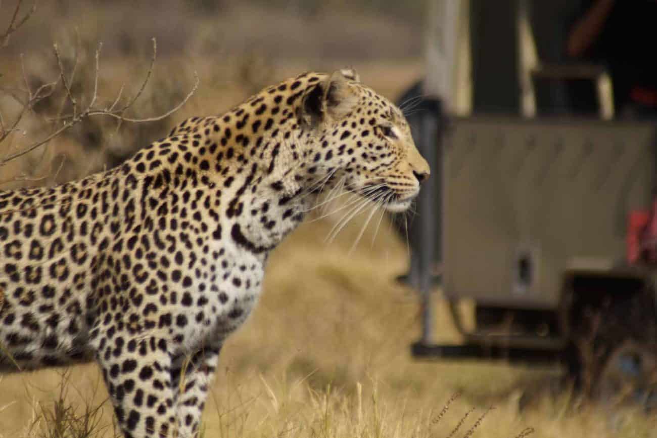 Leopard auf Safari im Okavango Delta
