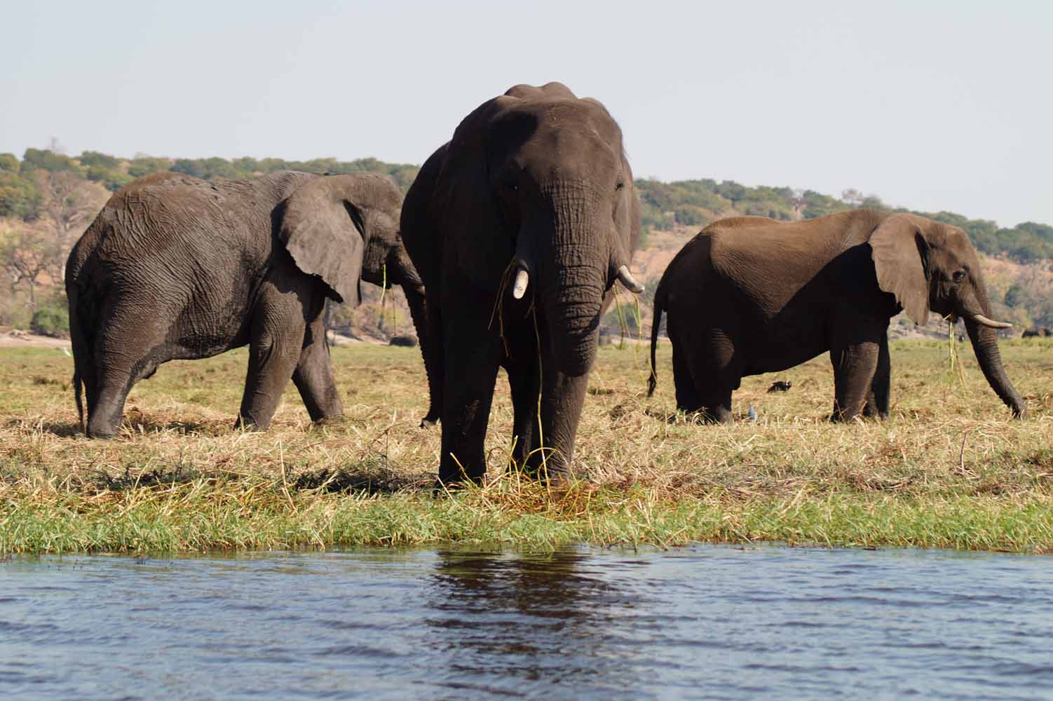 Safari im Chobe Nationalpark in Botswana – ein Traum für Elefantenliebhaber
