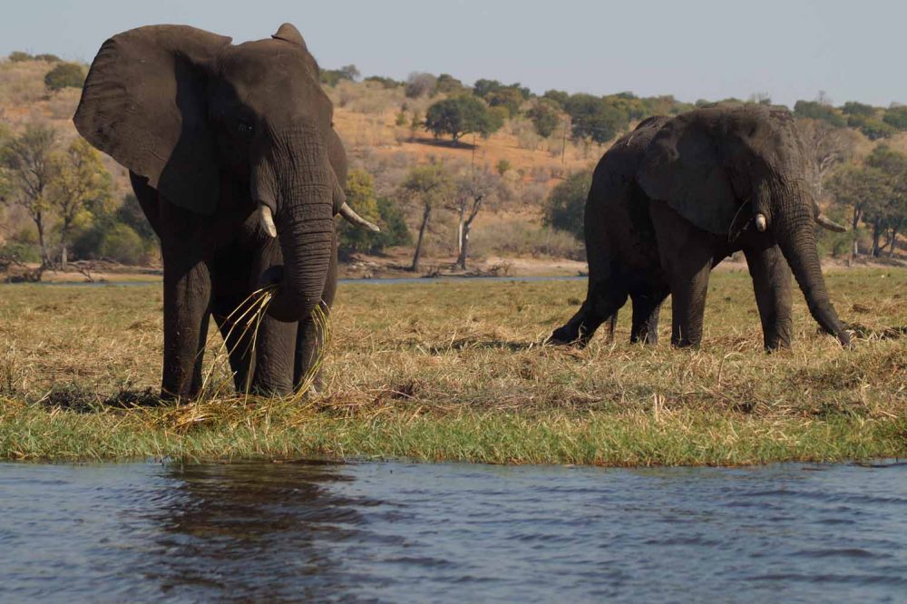 Elefanten auf Safari im Chobe Nationalpark